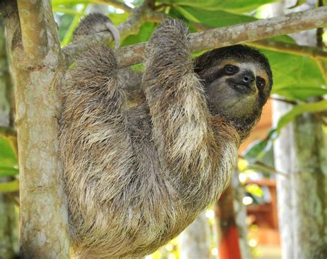 are sloths social animals